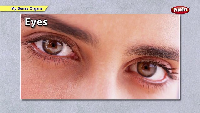 Sense Organs | Class 1 CBSE Science | Science Syllabus Live Videos | Video Training