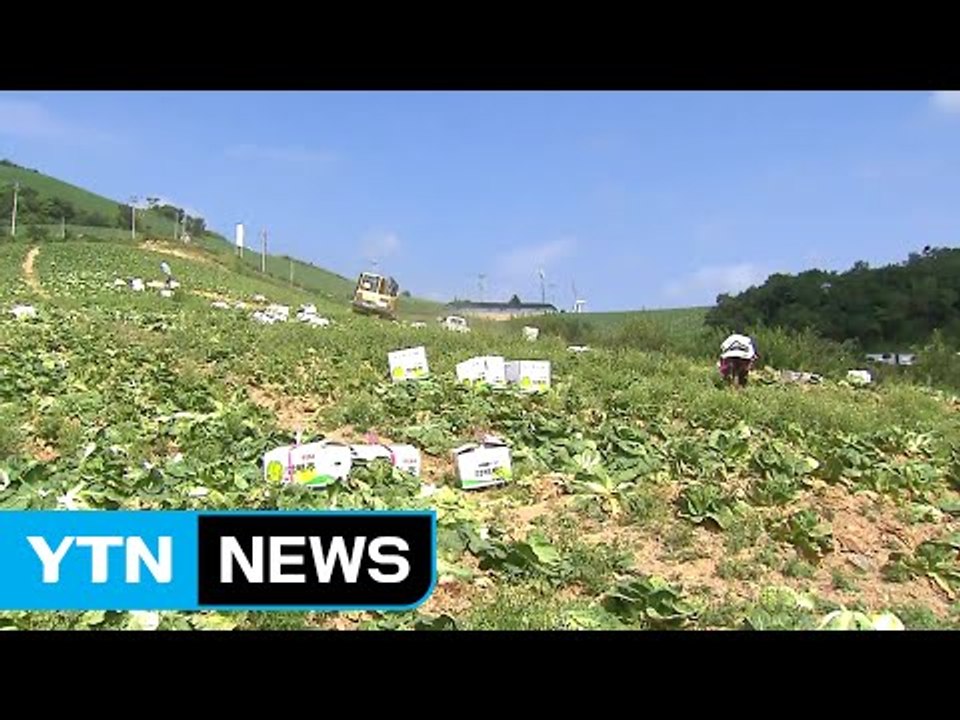 고랭지 배추 본격 출하...폭염·가뭄 피해 / YTN (Yes! Top News)