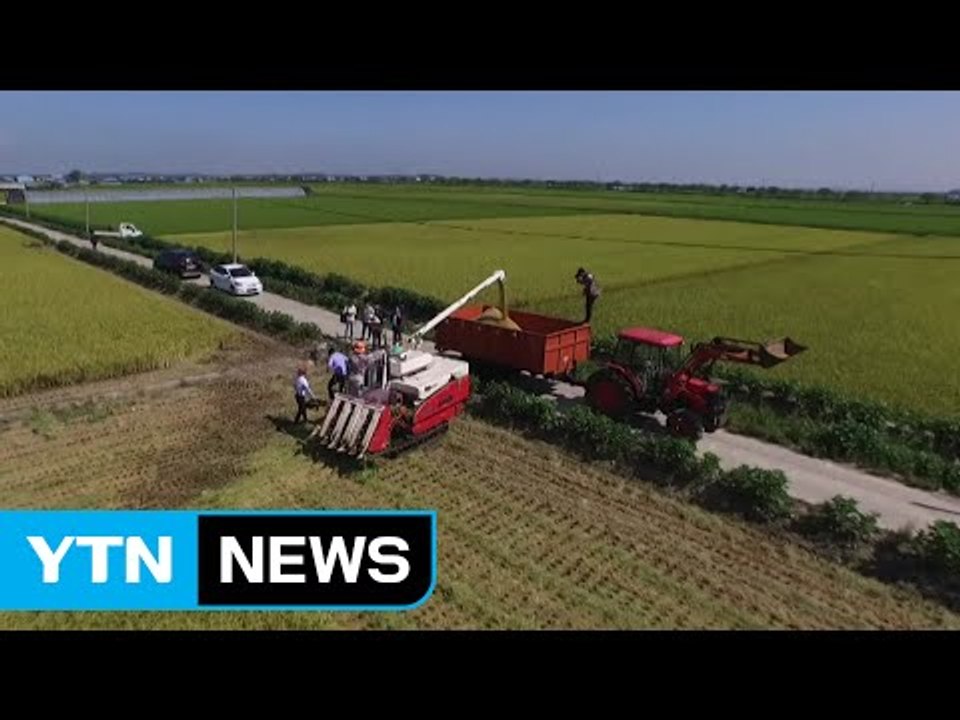 쌀 재배 농가 풍작에도 '울상' / YTN (Yes! Top News)