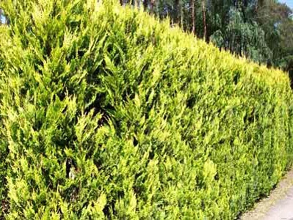 Meadows Artificial Vertical Garden Wall