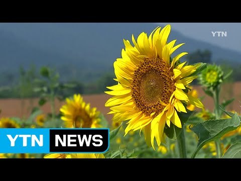 폭염에 지친 마음 달래줄 가을꽃의 향연 / YTN (Yes! Top News)