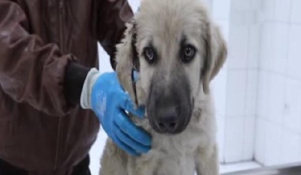 Van'da kulağı kesilerek işkence edilen köpeğe İzmirli işkadını sahip çıktı
