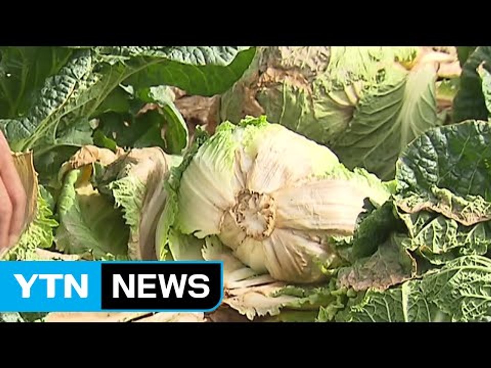 고랭지 배추 본격 출하...일부 폭염 피해 / YTN (Yes! Top News)