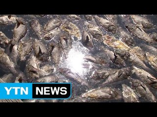 고수온 피해 역대 최악 예상...긴급자금 지원 / YTN (Yes! Top News)