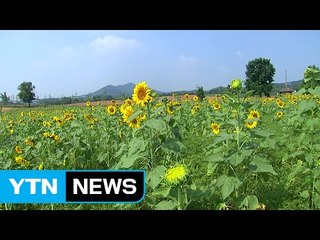 화사한 가을꽃 보며 무더위 이겨내요! / YTN (Yes! Top News)