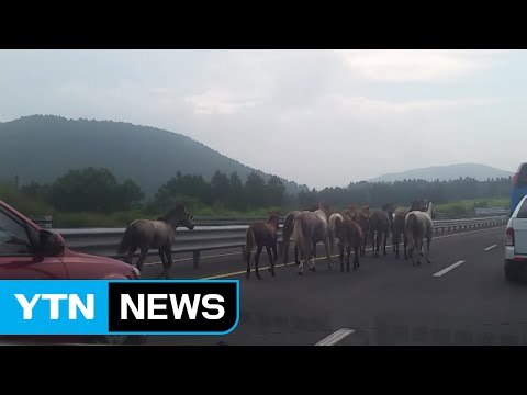 [영상] 제주도 도로에서 벌어진 '말들의 행진' / YTN (Yes! Top News)