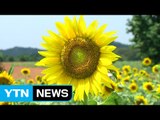 혹독한 불볕더위 속 가을꽃 활짝 / YTN (Yes! Top News)