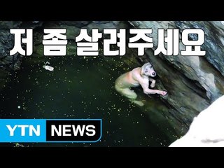 [자막뉴스] 우물에 빠진 '앙상한 개' 긴급 구조 / YTN