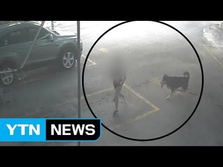 [취재N팩트] 급증하는 '개 물림' 사고..."법 강화해야" / YTN