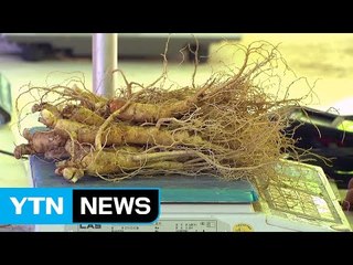 인삼 향기 진동, 음성 인삼 축제 / YTN