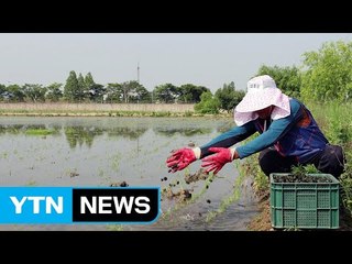 [서울] 서울시, '우렁이 농법' 친환경 쌀 첫 수확 / YTN