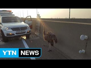 서해대교서 타조 출몰...도로 한때 정체 / YTN