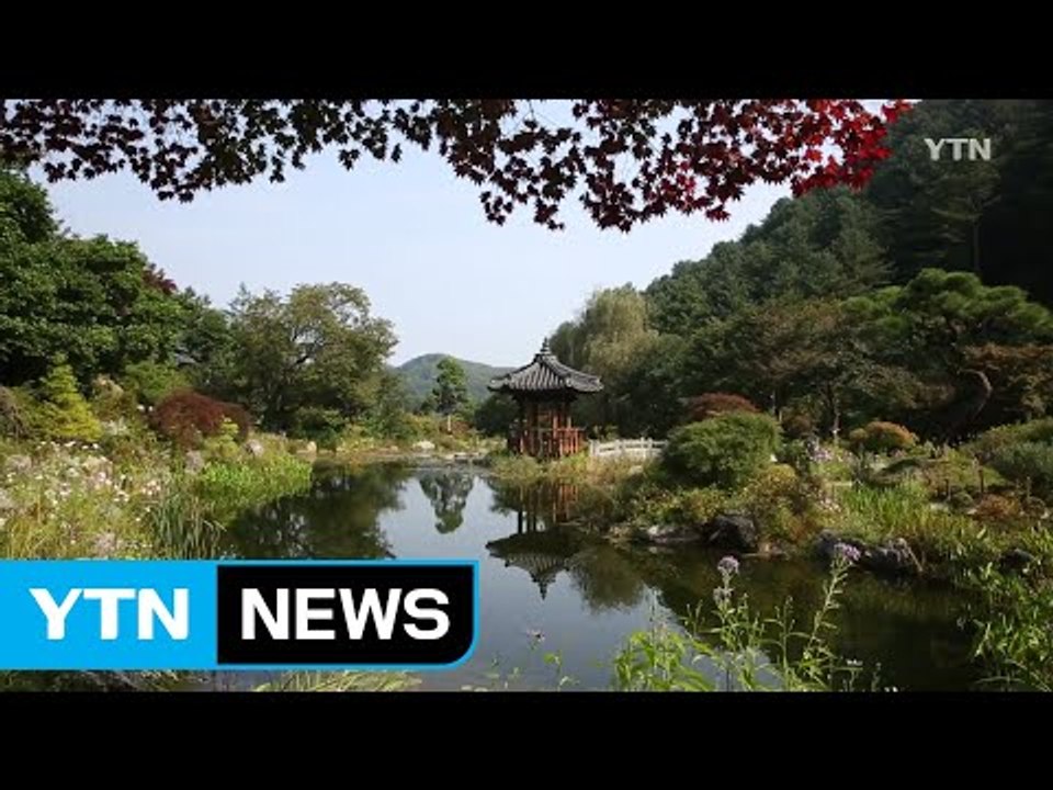 [영상] 가을의 전령사 들국화 / YTN