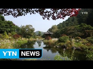 [영상] 가을의 전령사 들국화 / YTN