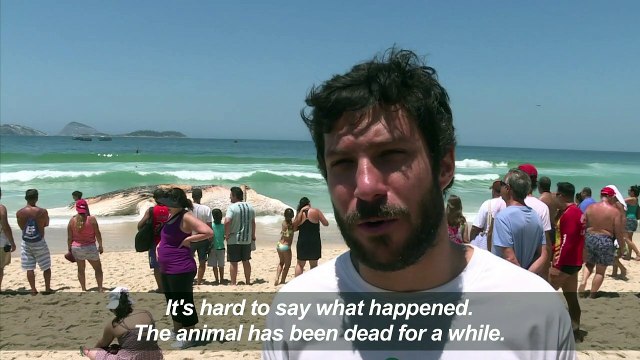 Brazil: Dead whale washes up on Ipanema beach