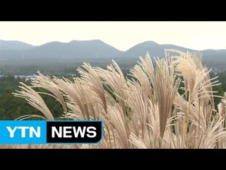 '가을 향기 물씬' 출렁이는 억새꽃 은빛 물결 / YTN