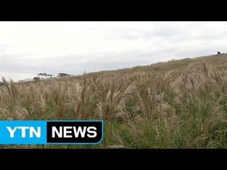 6만 ㎡ 능선 따라 출렁이는 은빛 물결 / YTN