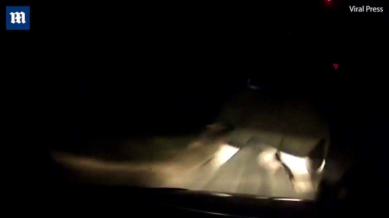 Percuter un Elephant en pleine nuit en voiture sur l'autoroute !! Pas de chance..