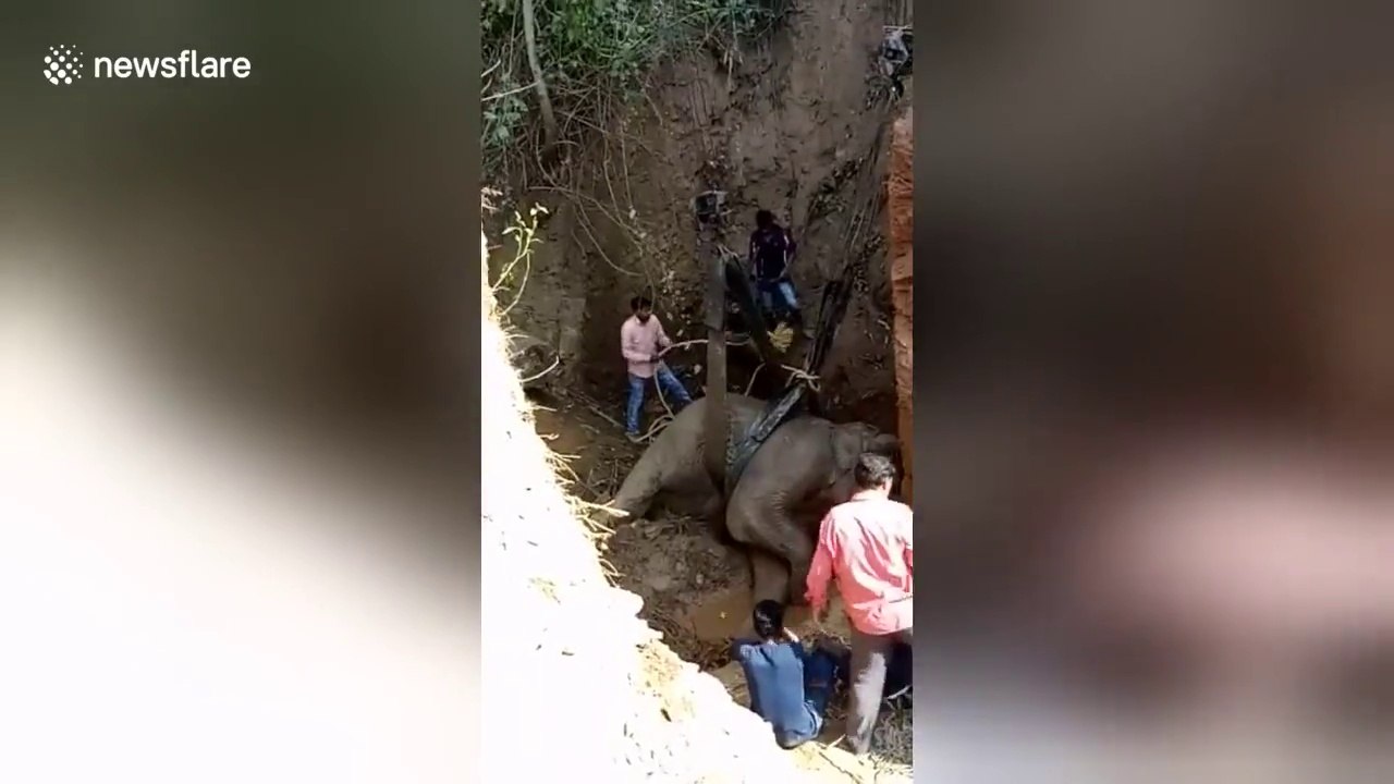 Tombé dans un gouffre cet éléphant est tracté par des dizaines de villageois en Inde !