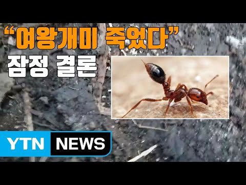 [자막뉴스] 외래 붉은 불개미·여왕개미 사멸 잠정 결론 / YTN