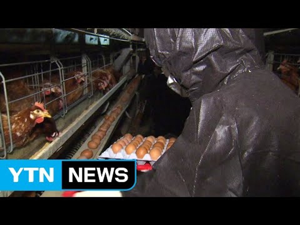 "미리 알았던 친환경 농장 살충제 달걀...예견된 파동" / YTN