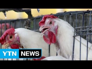 '동물복지'로 농가 소득 올린다 / YTN