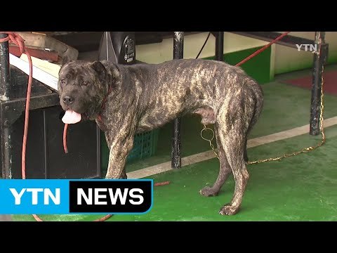 인명 사고 낸 반려견 주인 처벌 대폭 강화 / YTN
