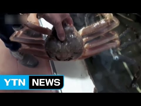 CNN머니 北 수산물 中 접경에서 버젓이 유통 / YTN