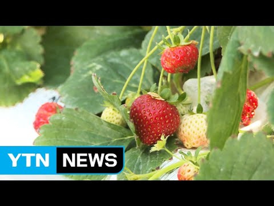 일석삼조 버섯·딸기 복합 재배...사계절 수확 / YTN