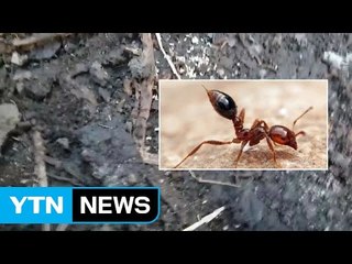 외래 붉은 불개미·여왕개미 사멸 잠정 결론 / YTN