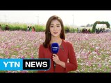 [날씨] 맑고 추위 점차 풀려...주말엔 선선한 가을 / YTN