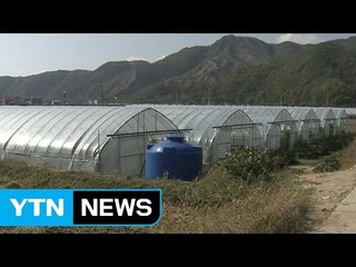 공짜 비닐하우스...눈먼 돈 '국고 보조금' / YTN