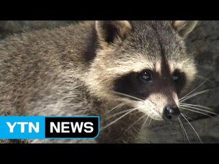 외래종 라쿤 인기, 제2의 뉴트리아 되나? / YTN