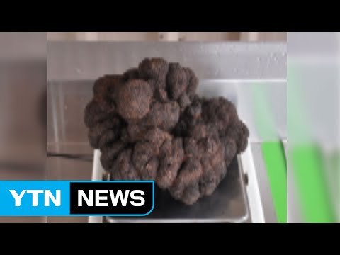 호주서 세계 최대 송로버섯 발견...1.5㎏ / YTN (Yes! Top News)