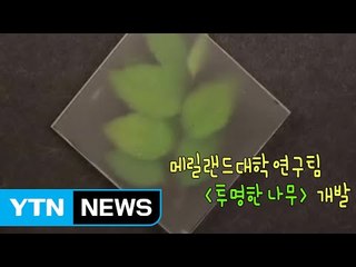 철강만큼 단단한 '투명한 나무' 등장 / YTN (Yes! Top News)