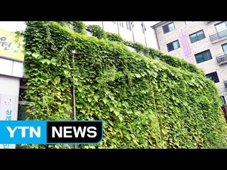 건물 외벽 '녹색 커튼', 실내온도 낮췄다 / YTN (Yes! Top News)
