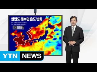 한반도 '뜨거운 바다' 위성 관측...피해 눈덩이 / YTN (Yes! Top News)