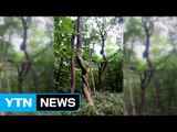 [울산] 희귀 연리목 소나무 울산 석남사 입구에서 발견 / YTN (Yes! Top News)