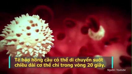 “Đứng hình” trước khả năng đáng kinh ngạc của cơ thể