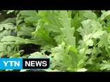 [단독] 학교 급식용 농산물에 농약 검출...250kg 유통 / YTN (Yes! Top News)