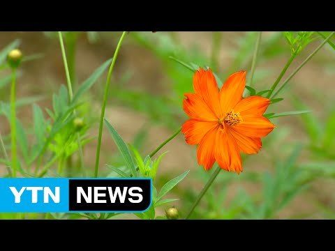 [날씨] 고비 넘긴 폭염...밤사이 비 내리고 꺾인다 / YTN (Yes! Top News)