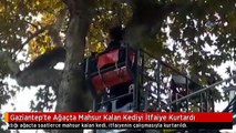 Gaziantep'te Ağaçta Mahsur Kalan Kediyi İtfaiye Kurtardı