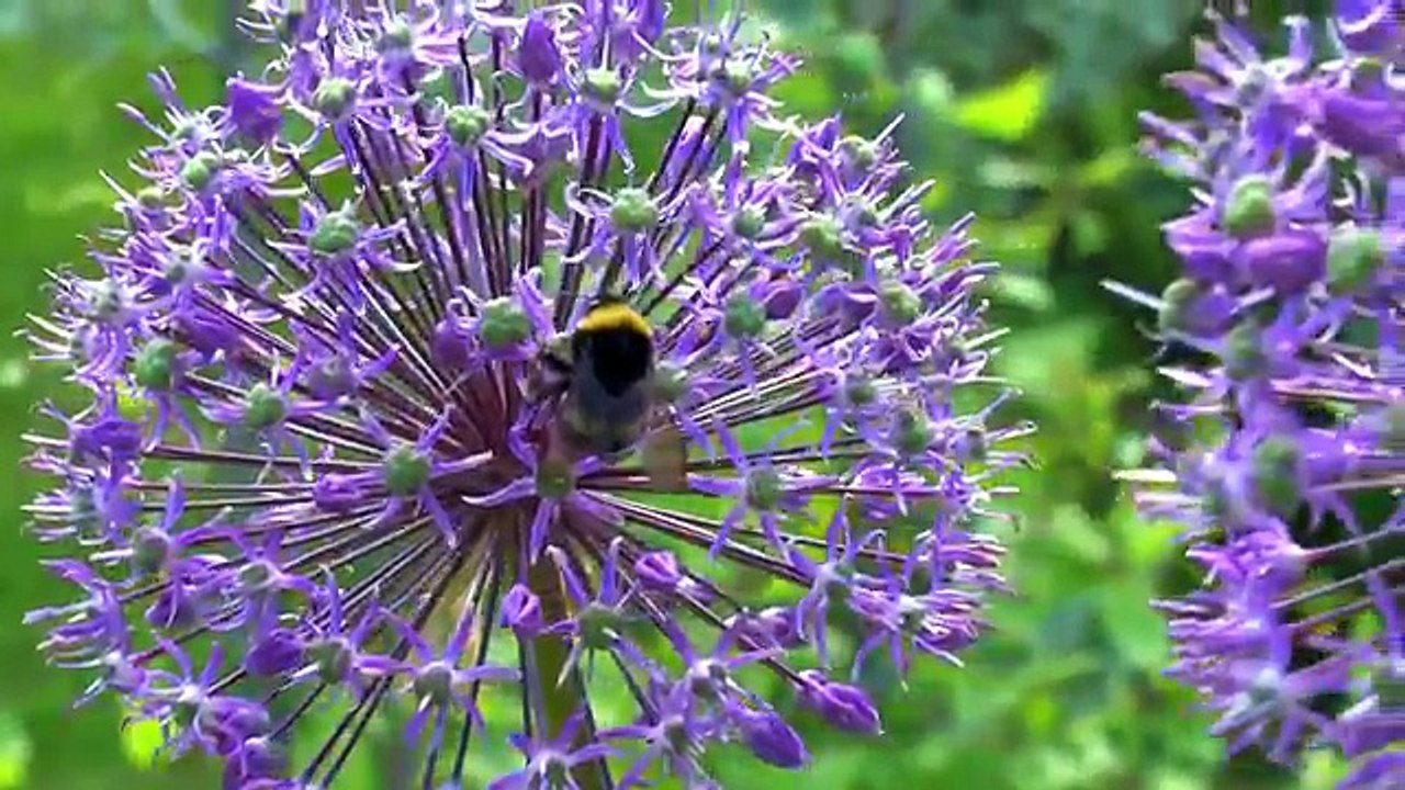 Музыка цветов. Травянистые пионы.