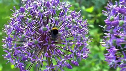 Музыка цветов. Травянистые пионы.