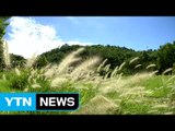 [영상] 하루 만에 가을이 성큼 / YTN (Yes! Top News)