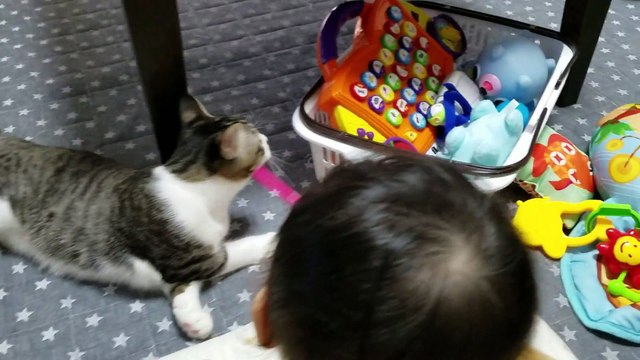 Cet enfant s'amuse à titiller son ami le chat avec un petit plumeau