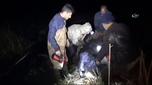 120 Büyükbaş Hayvan Bataklıkta Mahsur Kaldı