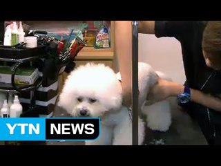 애완견이 누리는 '풀코스' 호텔 서비스 해운대에 등장 / YTN (Yes! Top News)