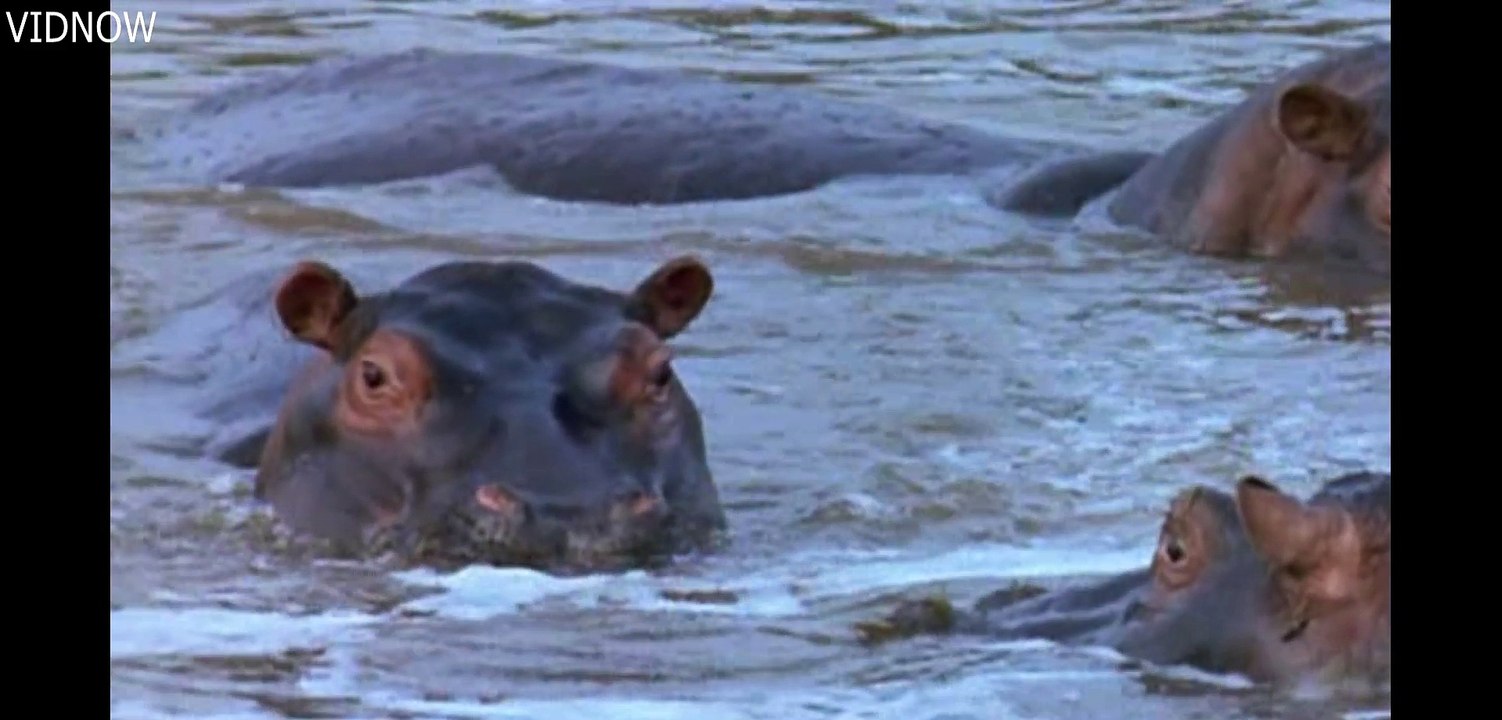 hippo child care