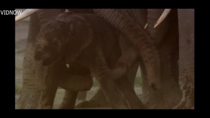 How Young Elephant Survives In The Herd